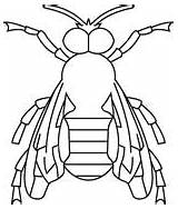Insetti Insekti četiri Bojanke Crtež Coloratutto sketch template