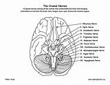 Cranial Nerves Coloring Brain Nerve Anatomy Coloringnature Spinal Physiology sketch template