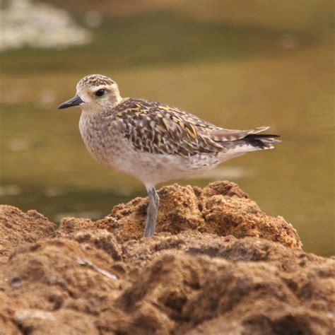 boultham mere pacific golden plover