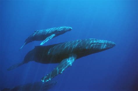 blue whale  wildlife