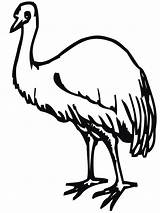 Emu Kolorowanki Kolorowanka Strusie Dzieci Dla Ptak Birds Kategorii sketch template