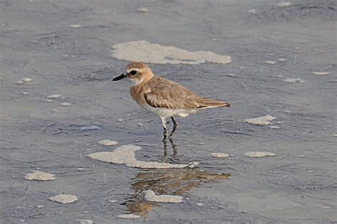 birds  saudi arabia greater lesser sand plovers dammam al