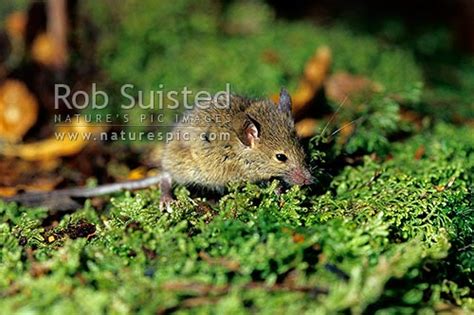 wild mouse mus musculus  beech forest nothofagus sp  beech