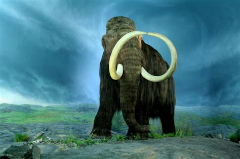 filewooly mammoth rbcjpg wikipedia   encyclopedia