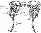 Scorpion Anatomy Children Drawing Coloring Pages Real Cute sketch template