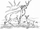 Coloring Elk Deer Pages Buck Whitetail Realistic Bull Printable Baby Color Mule Caribou Drawing Easy Kids Print Hunting Coloringbay Doe sketch template