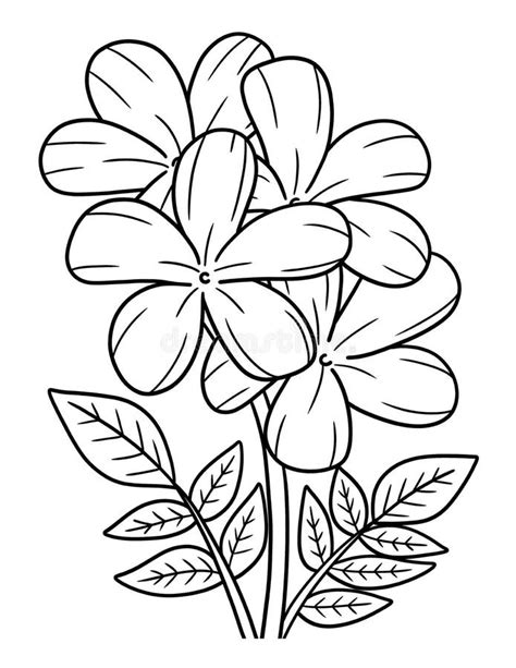 jasmine flower coloring page  adults stock vector illustration