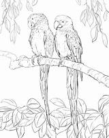Colorir Duas Desenhos Arara Floresta Papagaios Macaws Two sketch template