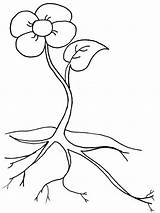 Coloring Flower Roots sketch template