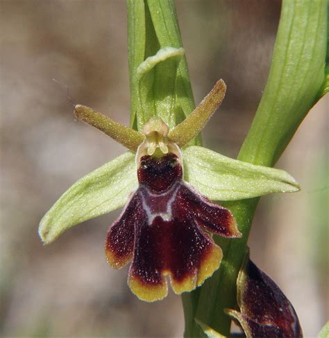 ophrys apicula orchids wiki fandom powered  wikia