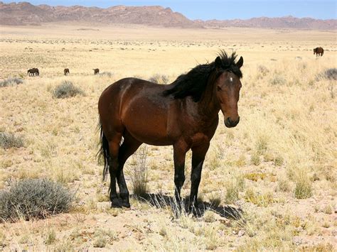 namib desert horse info origin history pictures