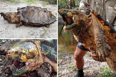 biggest  snapping turtle weighing  pounds  caught  stunned