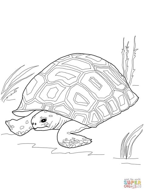 painted turtle coloring page youngandtaecom turtle coloring pages