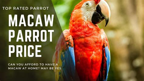 macaw parrot price  pakistan guide  parrots  sale