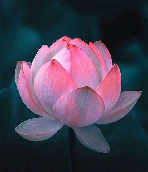 beautiful lotus flower  bloom  stock photo