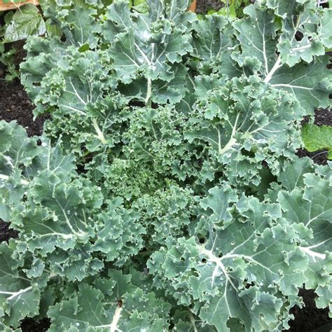 blue curled vates kale  seattle seed