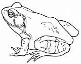 Bullfrog Coloring Pages Frog Male Drawing Bull Print Frogs Printable Color Place Button Through Getdrawings Getcolorings Grab Could Welcome Size sketch template