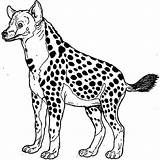 Hyena Hyenas Coloringhome Spotted Coloring4free Designlooter sketch template
