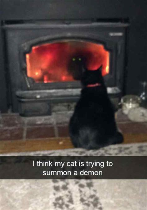 hilarious snapchats   cats owners  relate