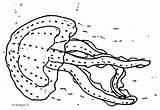 Alghe Animali Medusa Midisegni Pesci Acquatici sketch template