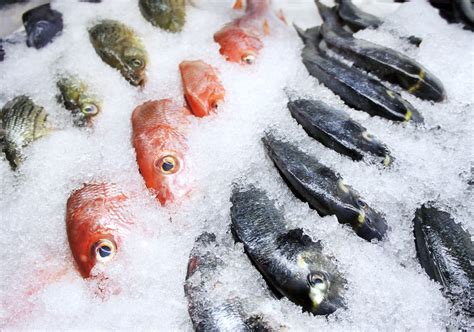 freeze fish tips  methods