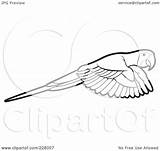 Parrot Flying Outline Coloring Clipart Illustration Royalty Rf Lal Perera sketch template