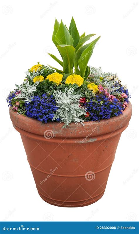 potted plants royalty  stock  image