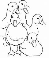 Coloring Pages Duck Dynasty Ducks Family Template Duckling sketch template