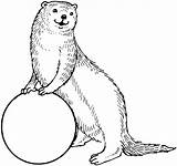 Mongoose Pages Cliparts Coloring Cartoon Otter Otters Sea Colouring sketch template