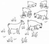 Line Goat Grazing Drawing Goats Herd Colouring Drawings Coloring Sheep Pages Embroidery Maps Flickr sketch template