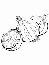 Coloring Onion Pages Kids Printable Popular sketch template