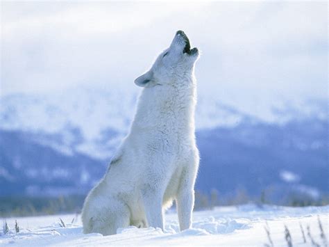 arctic wolf pictures diet breeding life cycle facts habitat behavior animals adda