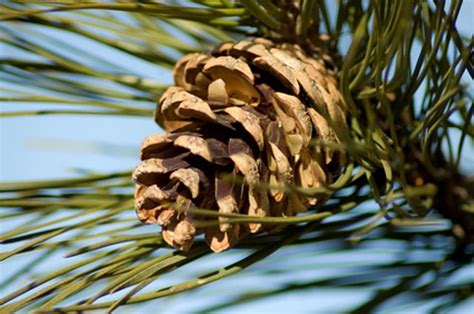 How To Locate Male And Female Pine Cones Hunker