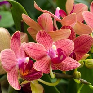 amazoncom miracle gro orchid food  ounce orchid fertilizer fertilizers garden outdoor