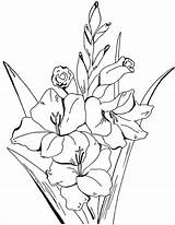 Adult Gladiolus Sheets Mewarnai Bunga Thegraphicsfairy Daffodils Mandala sketch template