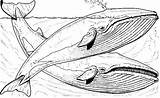 Whale Ausmalbilder Malvorlagen Mating Aquarell Kreativ Drucken Kostenlose Killerwale Kinder Wal sketch template