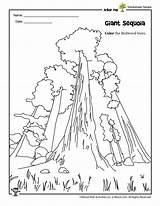 Redwood Sequoia Arbor Woojr sketch template