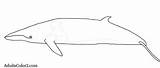 Whale Coloring Minke Pages Gray Template sketch template