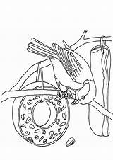 Vogel Vogels Vetbol Ausmalbilder Eet Ausmalen Vögel Birds Colorat Futterhaus Malvorlagen Tiere Meise Iarna Vogelhaus P78 Zo Planse Buch Primiiani sketch template