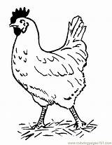 Coloring Chicken Pages Hen Chicks sketch template