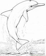 Dolphin Coloring Pages Realistic Drawing Bottlenose Getdrawings Big Jumping Printable Getcolorings sketch template