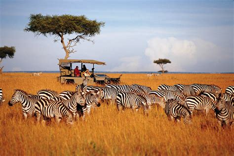 kenya masai mara big  safaris  masai culture