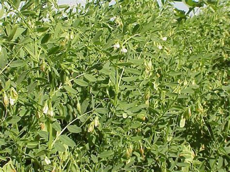 spring lentil indian head green cover seed