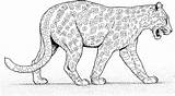 Coloring Leopard Pages Cheetah Jaguar Printable Panther Walks Color Supercoloring Animal Cartoon Baby Coloriage Animals Colouring Zoo Gif Lion Clipart sketch template