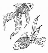 Fish Goldfish Cisco Wendell Tes sketch template