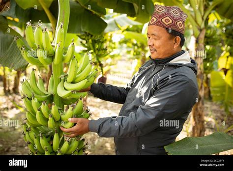 Dhan Bahadur 45 Displays A Healthy Banana Bunch In His Fields In