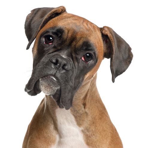 boxer   popular dog breeds    pictures