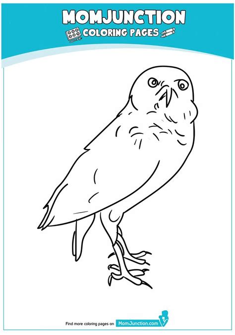 coloring page   owl coloring pages coloring pages owls drawing