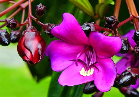Photos Of Colombia Flowers Meriania Nobilis