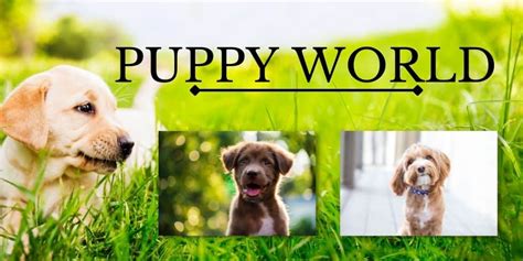 puppy world  puppy solution pet parent playbook